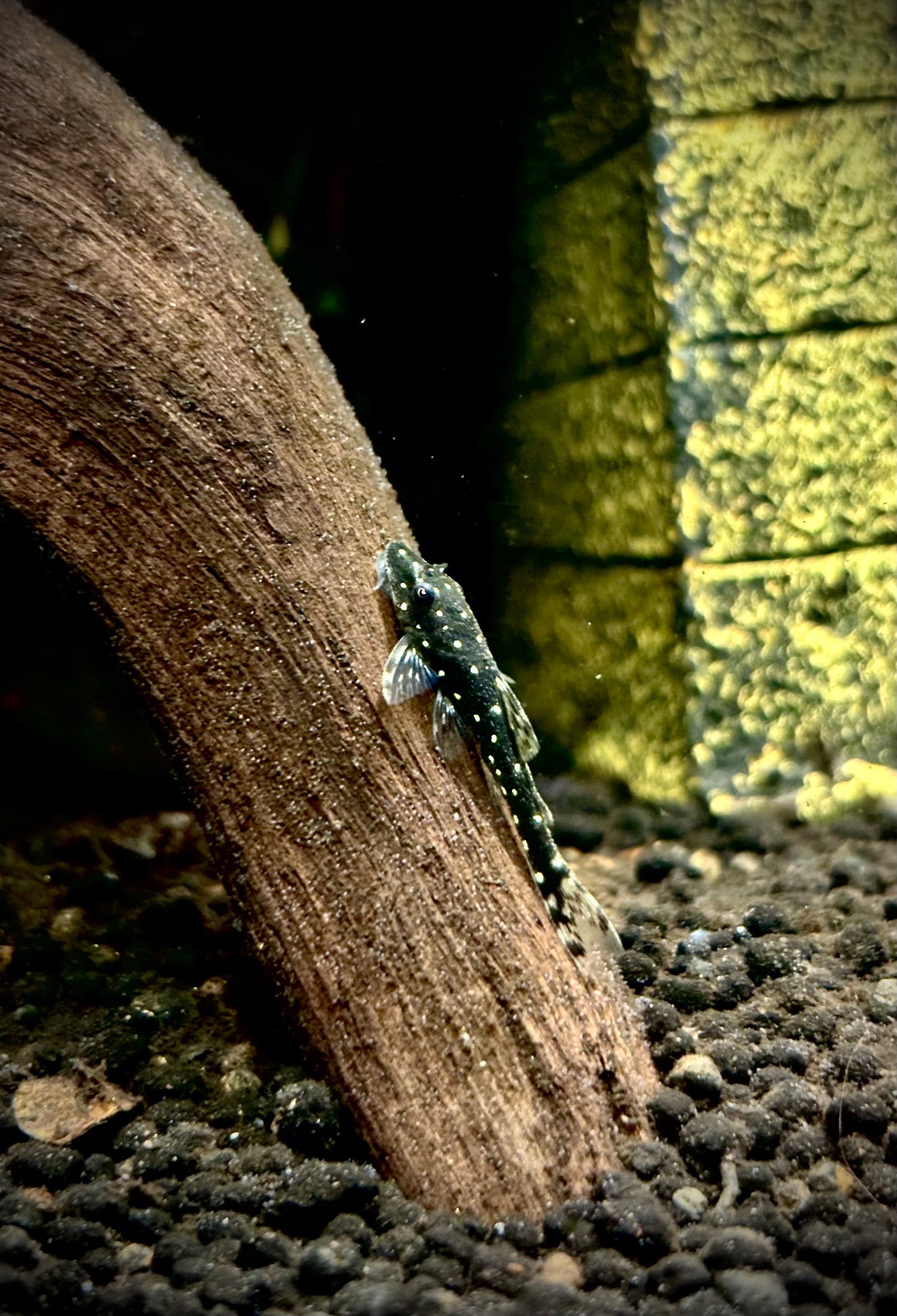 Parotocinclus Haroldi 3-4cm