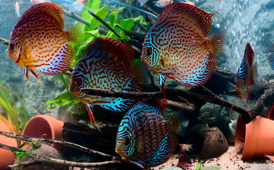 Leopard mosaic discus - S. aequifasciatus leopard mosaic 12cm