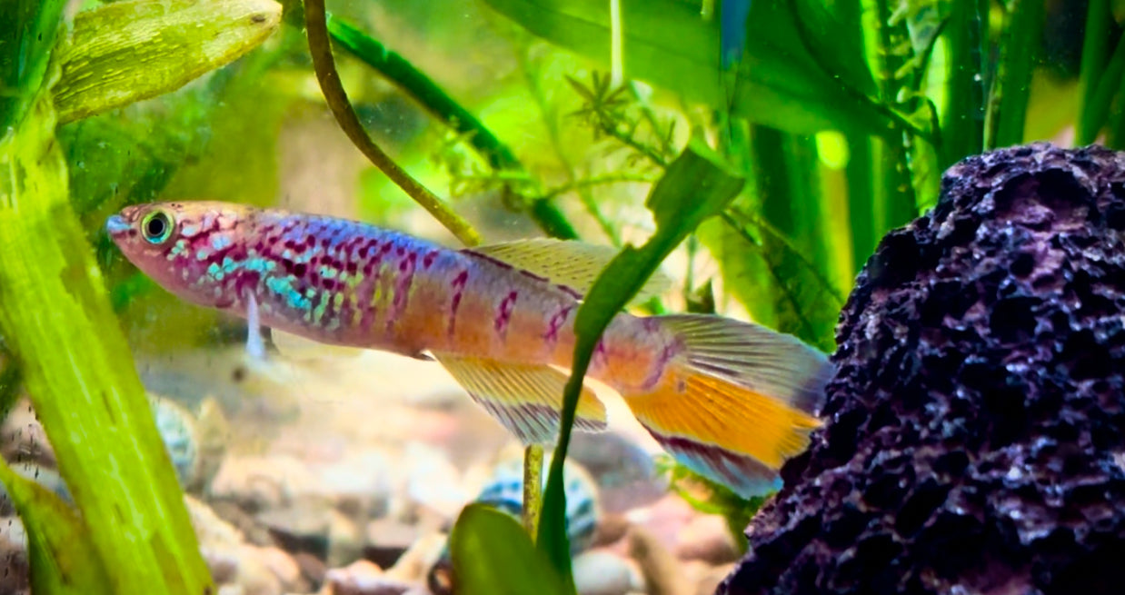 Aphyosemion sjoestedti pair - golden pheasant killifish pair