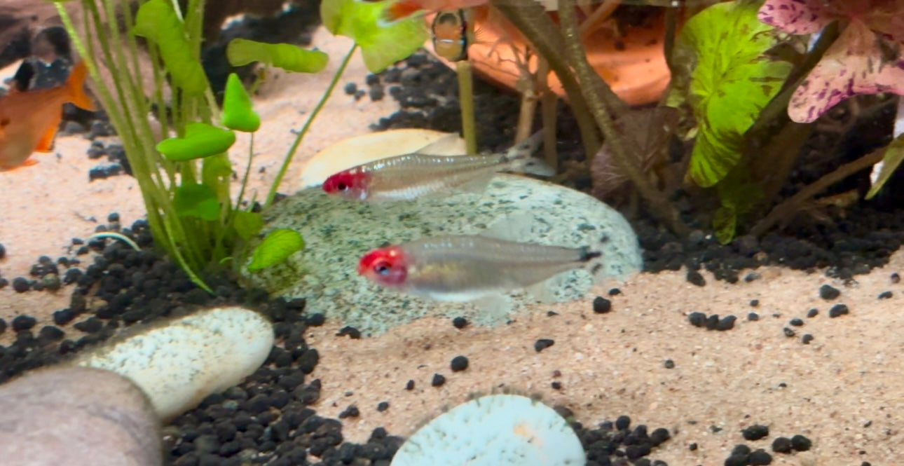 Diamond Rummynose tetra - Hemigrammus rhodostomus diamond 2-3cm