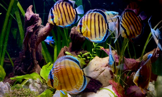 Wild discus - Symphysodon rio nanay 7-8cm