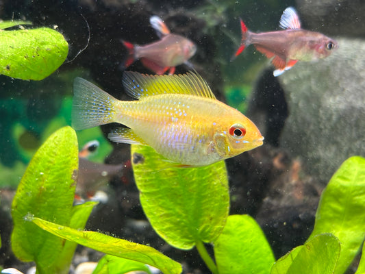 Gold ram - Mikrogeophagus ramirezi var. gold
