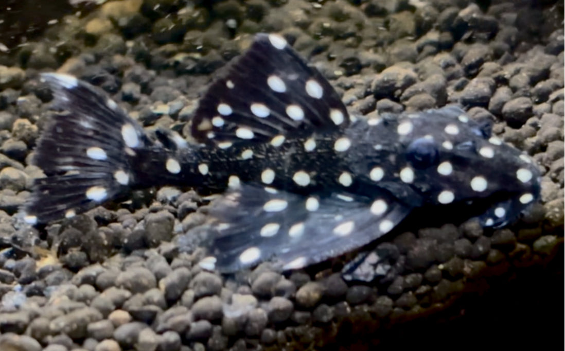 L240 galaxy plec-  vampire pleco 8-9cm