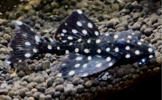 L240 galaxy plec-  vampire pleco 8-9cm