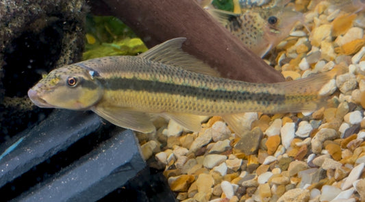 Chinese algae eater - Gyrinocheilus aymonieri