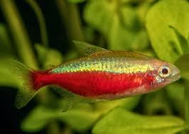 Gold cardinal tetra - Paracheirodon axelrodi "gold" 2.5-3cm