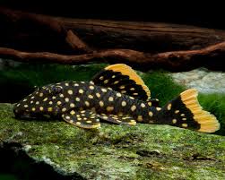 L177 queen gold seam gold nugget pleco 7-8cm