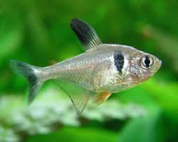 Black phantom tetra - megalamphodus megalopterus 2.5cm