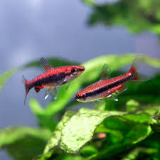 Nannostomus beckfordii red - golden red pencil fish 3cm