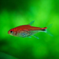 Ruby tetra - Axelrodia riesei 1-1.5cm