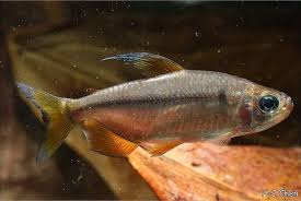 African rainbow tetra - Alestopeterius Nigropterus 6cm