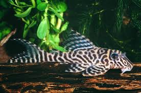 L066 King Tiger Pleco - Hypancistrus seideii 8-10cm