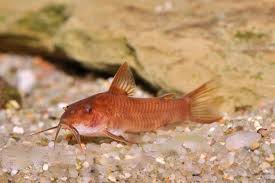 Red Aspidora - Aspidora C125 red 2.5-3cm