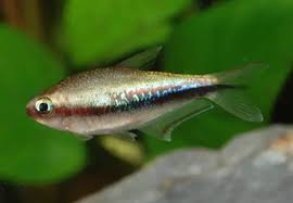 Rainbow tetra - Nematobrycon lacortei