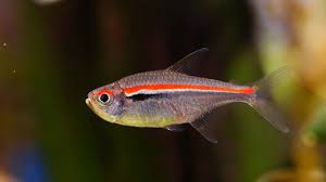 Amapa tetra - Hyphessobrycon amapaensis