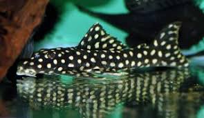 L082 opal spot pleco 7cm