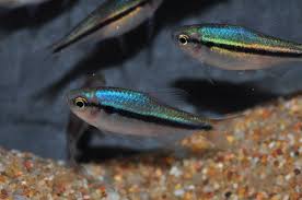 Hyphressobrycon cyanotaenia - lapis tetra 3cm