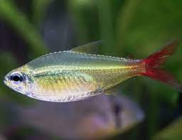 Copei Tetra - Moenkhausia Copei 5cm