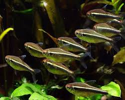 Black neon tetra - Hyphessobrycon herbertaxelrodi