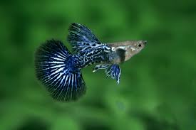 Purple dragon dumbo guppy pair - Poecilia reticulata