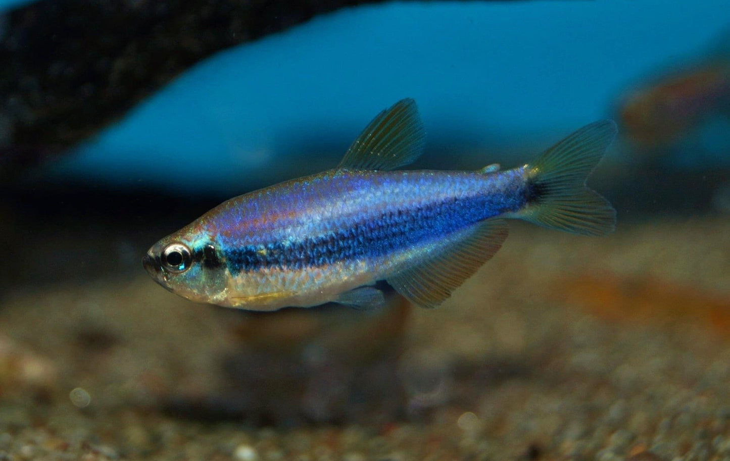 Blue emperor tetra - Inpaichthys kerri 2cm
