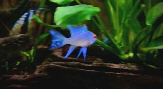 Electric blue long fin ram juveniles - Mikrogeophagus ramirezi var. electric blue long fin juveniles