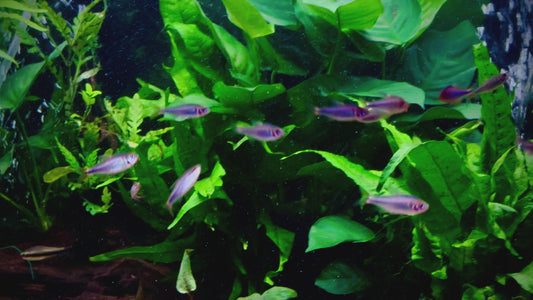 Blueberry tetra - Hyphessobrycon wadai 3cm