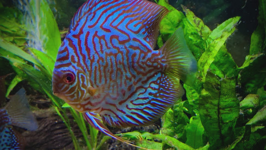 Blue tiger discus - S. aequifasciatus blue tiger 11cm