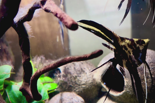 Marble long fin angelfish 5-6cm