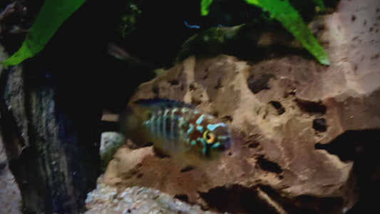 Ivanacara bimaculata 6cm RARE large size males