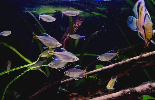 Yellow-tailed Congo tetra - Alestopetersius caudalis