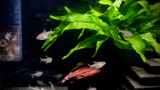 Lemon tetra - Hyphessobrycon pulchripinnis