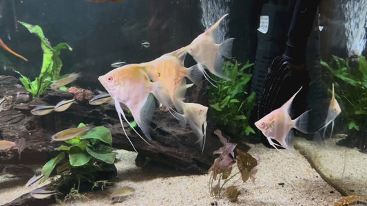 Albino Manacapuru angelfish 5-6cm