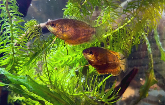 Honey red dwarf gourami - Trichogaster chuna red