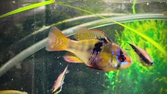 German ram - Mikrogeophagus ramirezi 4cm