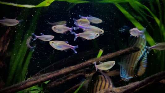 Blue tetra - Boehlkea fredcochui