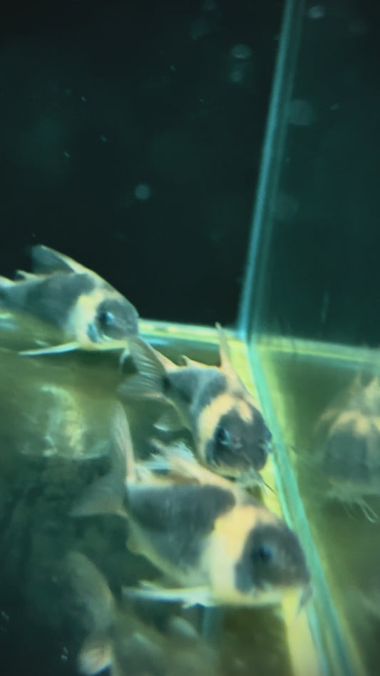 Horseman's Cory - Osteogaster eques 4-5cm WILD