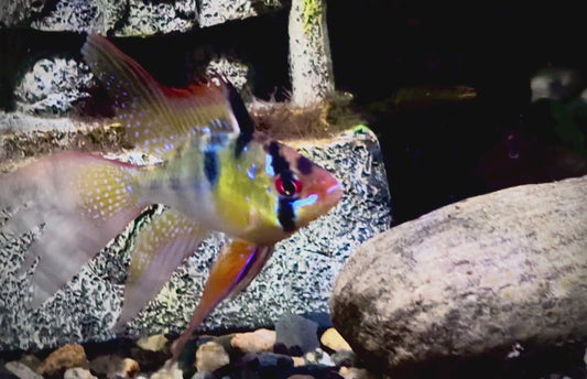 German long fin ram - Mikrogeophagus ramirezi long fin