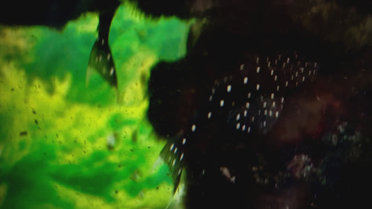 L107 brilliant ancistrus 4-5cm