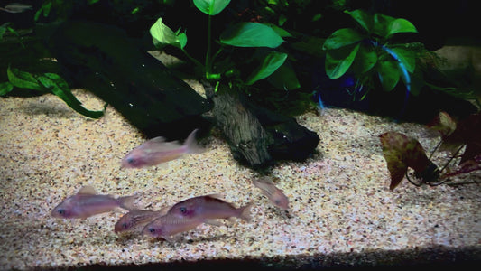 Brochis Pantanalensis - C005 Corydoras Pantanalensis