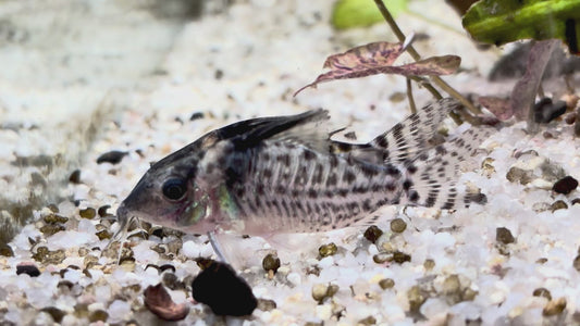 Agassiz's Cory-Brochis agassizii 3cm