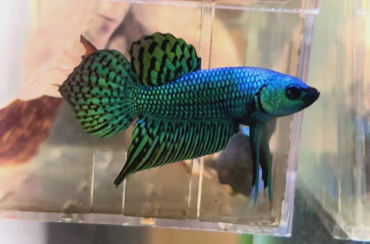Betta Alien green steel male Spadetail 4-5cm