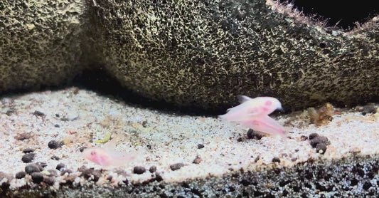 Albino pygmy corydoras - Gastrodermis pygmaeus albino