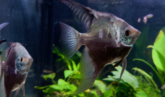 Blue leopard angel fish - P. Scalare blue leopard XL