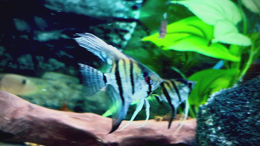 Dantum angelfish 5cm