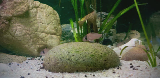 Hoplisoma oiapoquense - panda flagtail Corydora