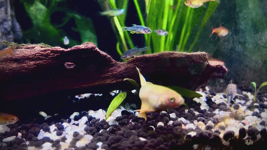 Betta splendens wild yellow male 5cm