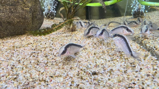 Skunk Corydoras - Brochis arcuatus 4cm group of ten