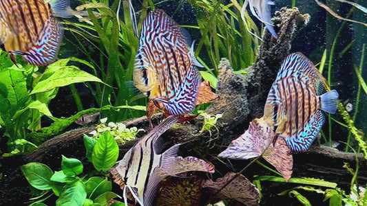 Leopard mosaic discus - S. aequifasciatus leopard mosaic 7 cm