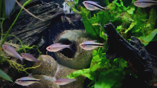 Imperial lapis tetra - Hyphessobrycon melanostichos 3-4cm